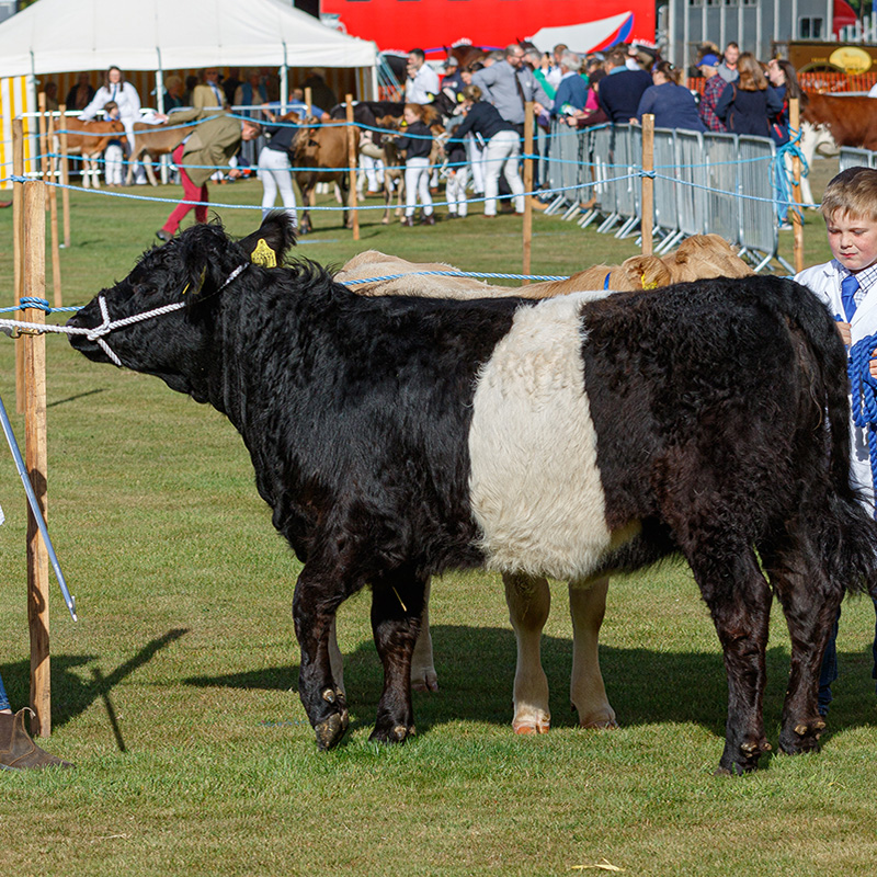 Ashbourne Show Cattle