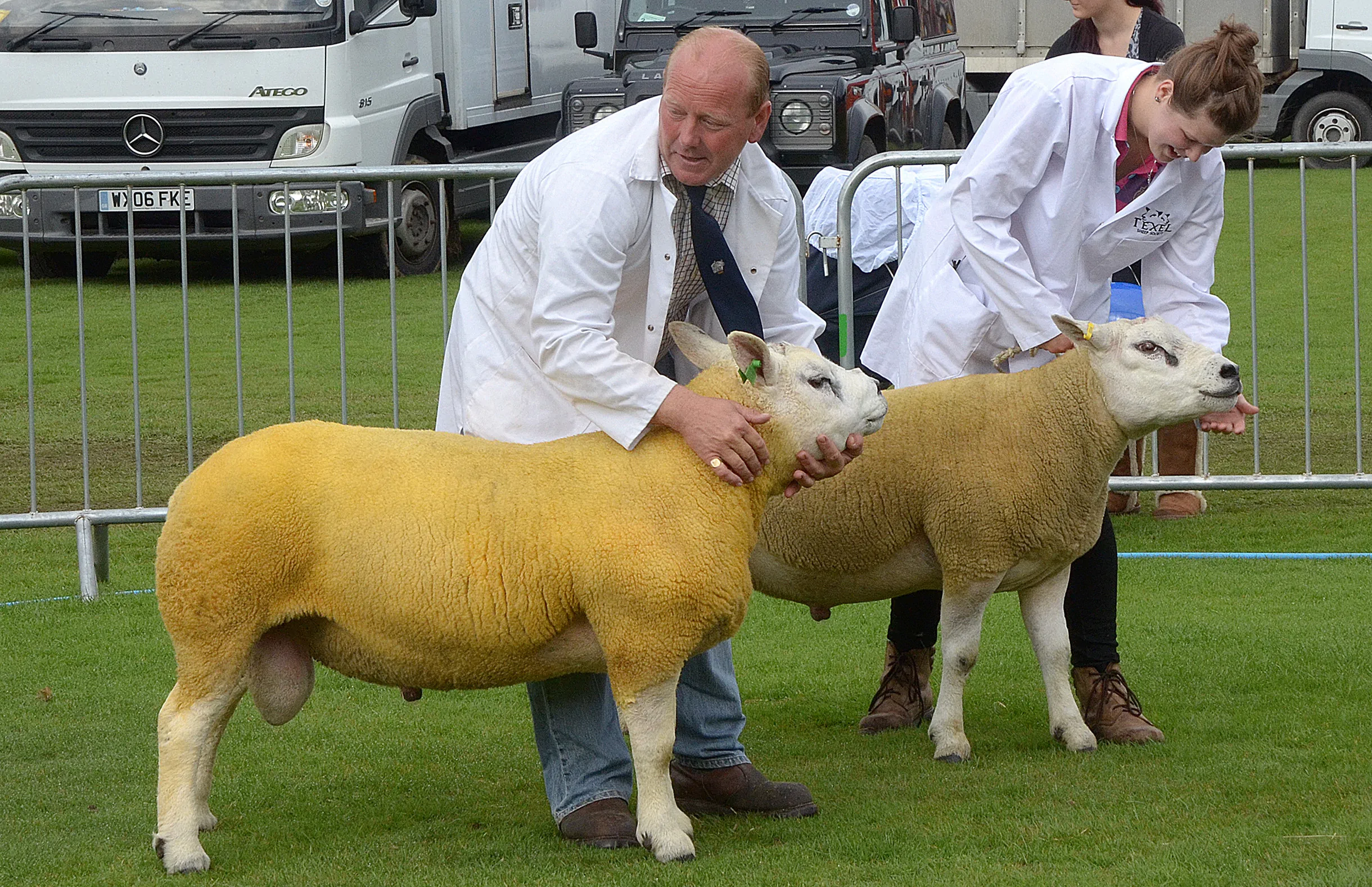 Ashbourne Show Sheep Class