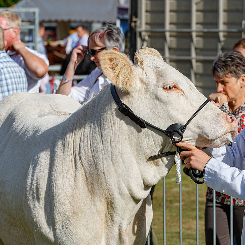 Ashbourne Show Cattle