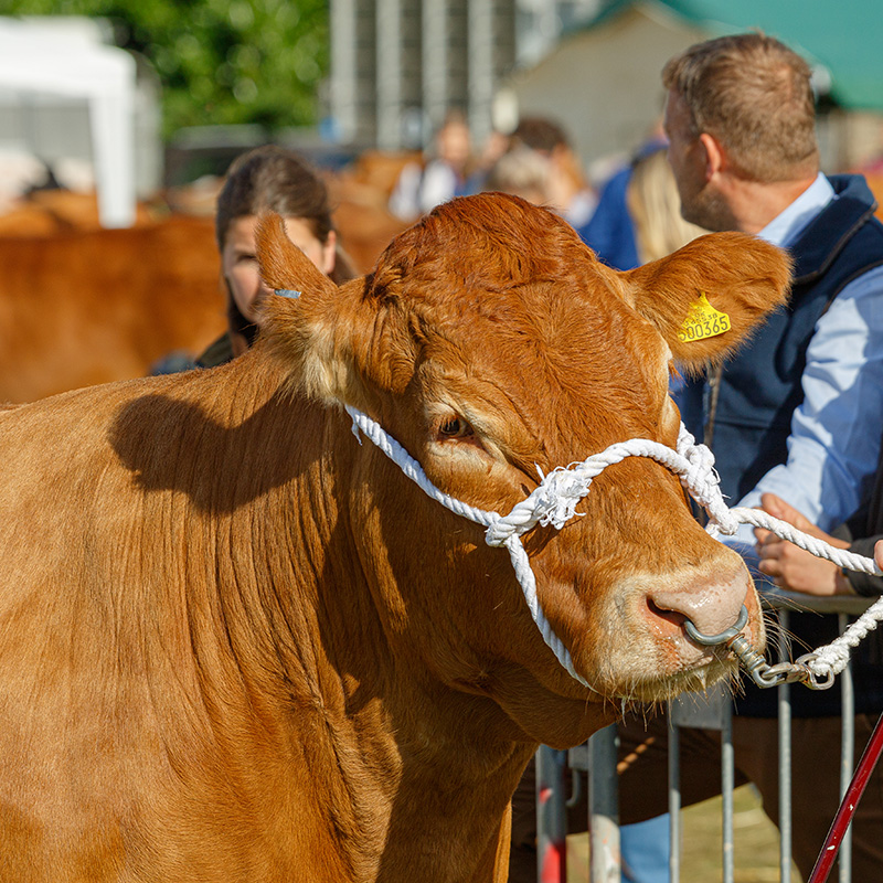 Ashbourne Show Cattle