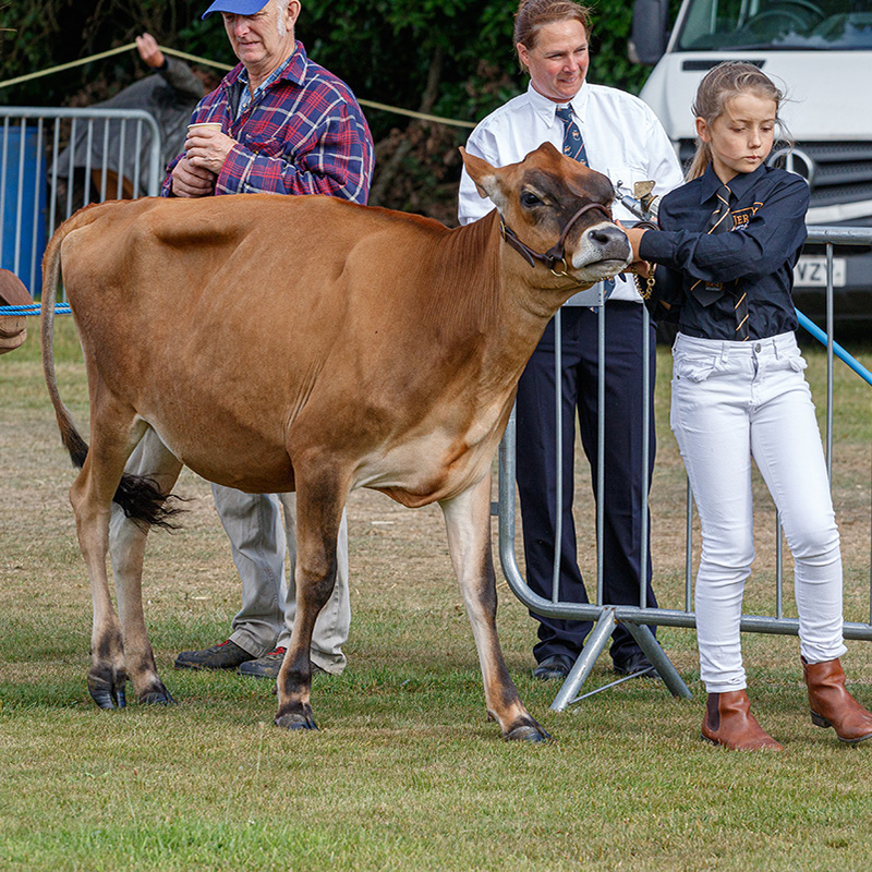 Ashbourne Show Cattle