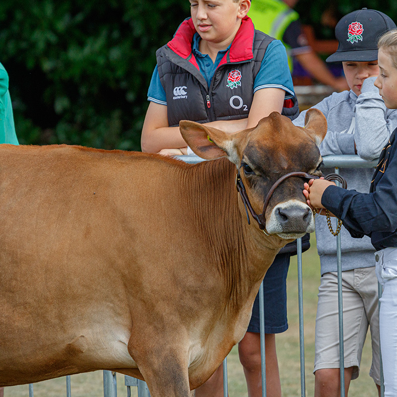 Ashbourne Show Cattle