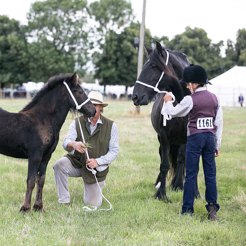 Ashbourne Show Light Horse