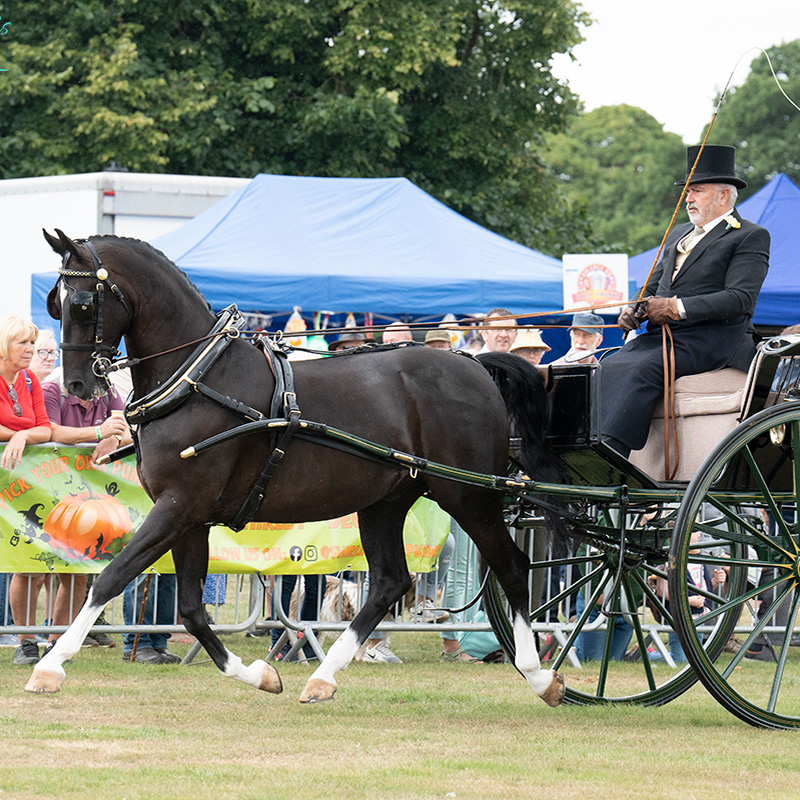 Ashbourne Show Light Horse