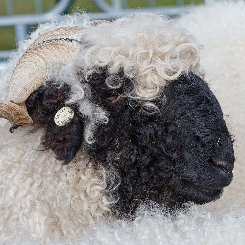 Ashbourne Show Sheep Class