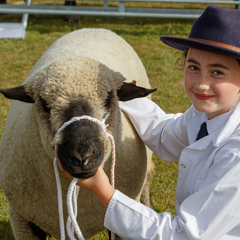 Ashbourne Show Sheep Class