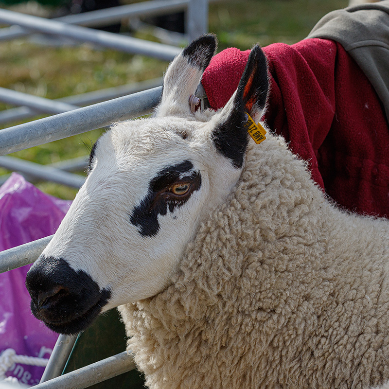 Ashbourne Show Sheep Class