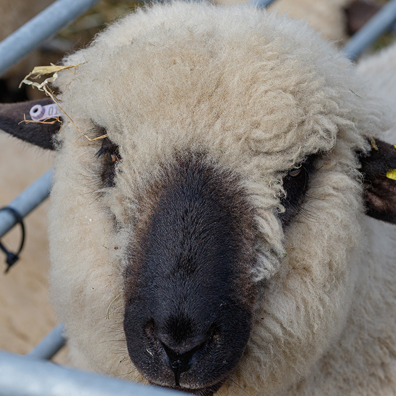 Ashbourne Show Sheep Class