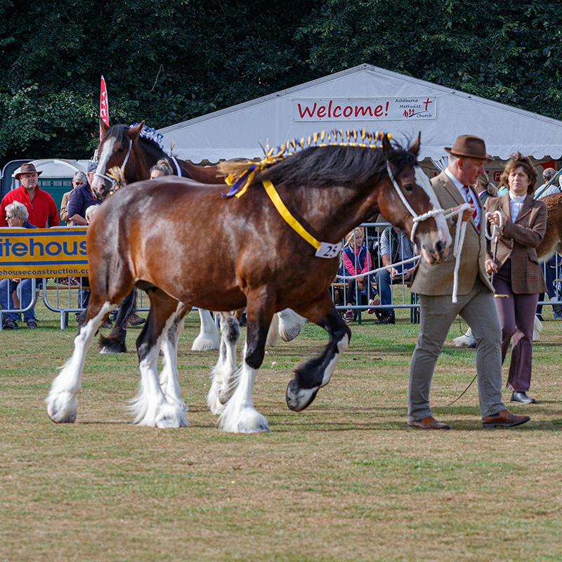 Ashbourne Show Shire Class