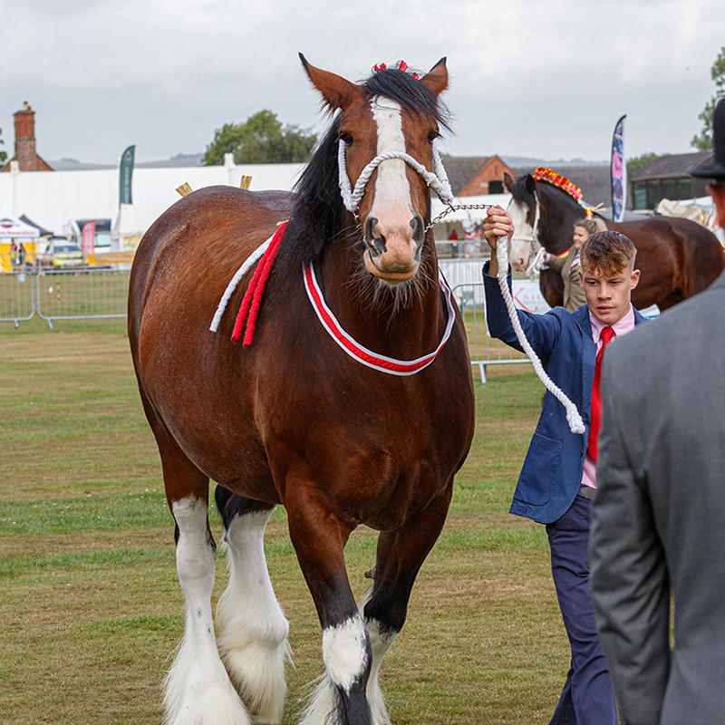 Ashbourne Show Shire Class