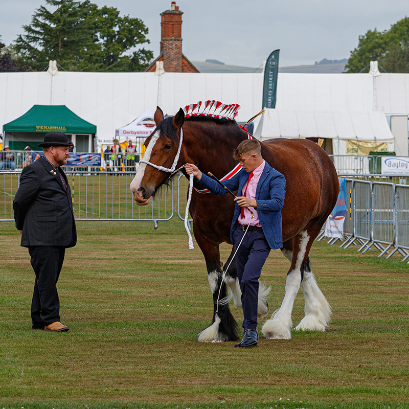 Ashbourne Show Shire Class