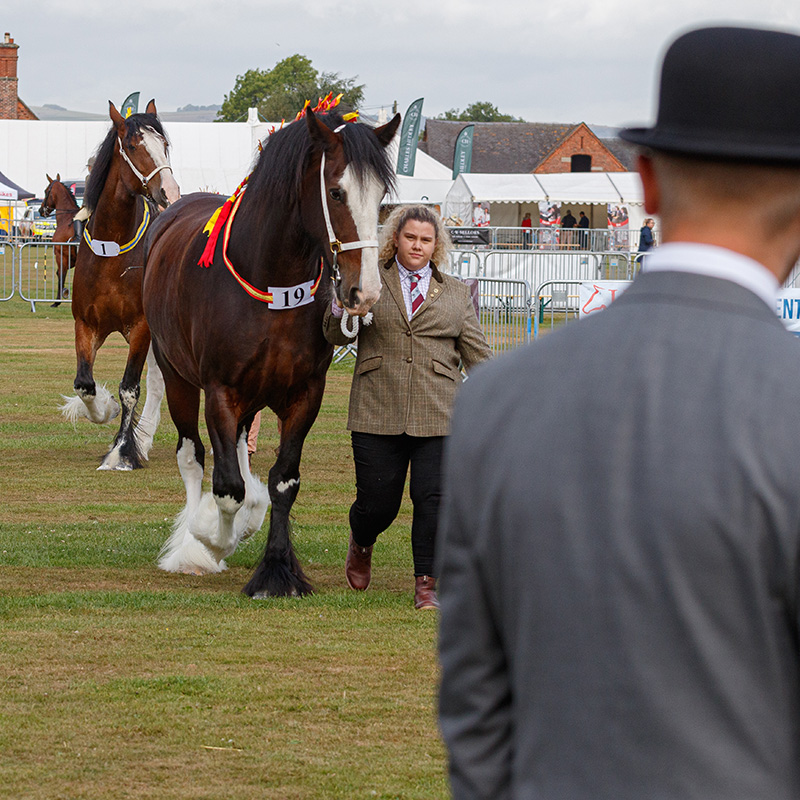 Ashbourne Show Shire Class