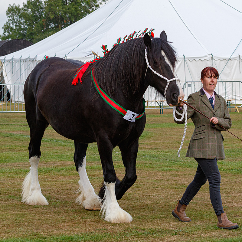 Ashbourne Show Shire Class